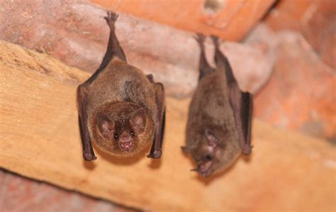 Bat Magic: The Ultimate Solution for Bat Problems